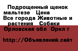 Подрощенный щенок мальтезе › Цена ­ 15 000 - Все города Животные и растения » Собаки   . Орловская обл.,Орел г.